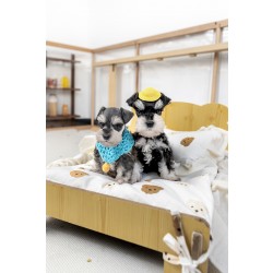 슈나우저 [Miniature Schnauzer]
