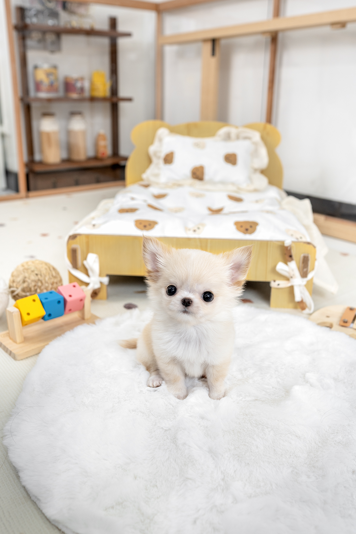 장모치와와 [Chihuahua]