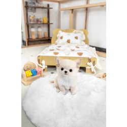 장모치와와 [Chihuahua]
