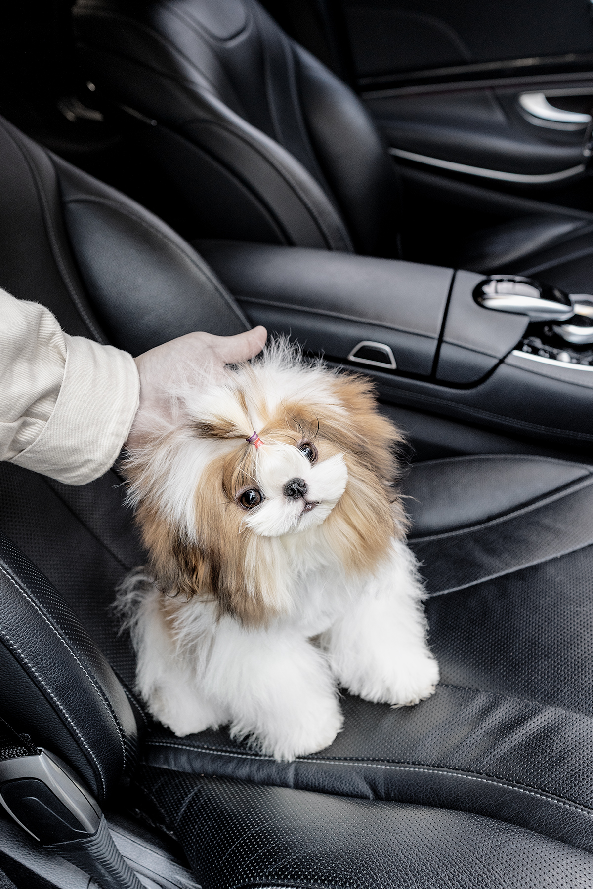 콩시츄 [Mini Shihtzu]