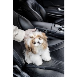 콩시츄 [Mini Shihtzu]