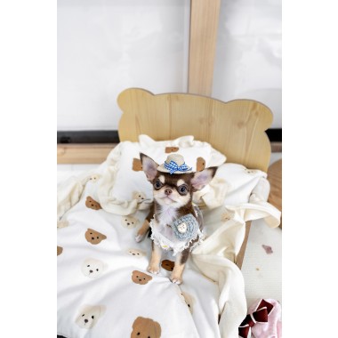 단모치와와 [Chihuahua]