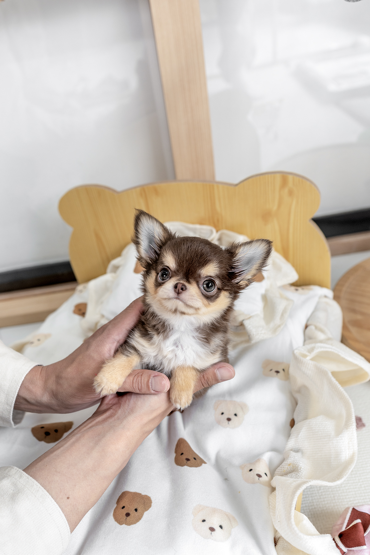 장모치와와 [Chihuahua]