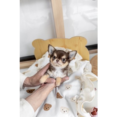 장모치와와 [Chihuahua]