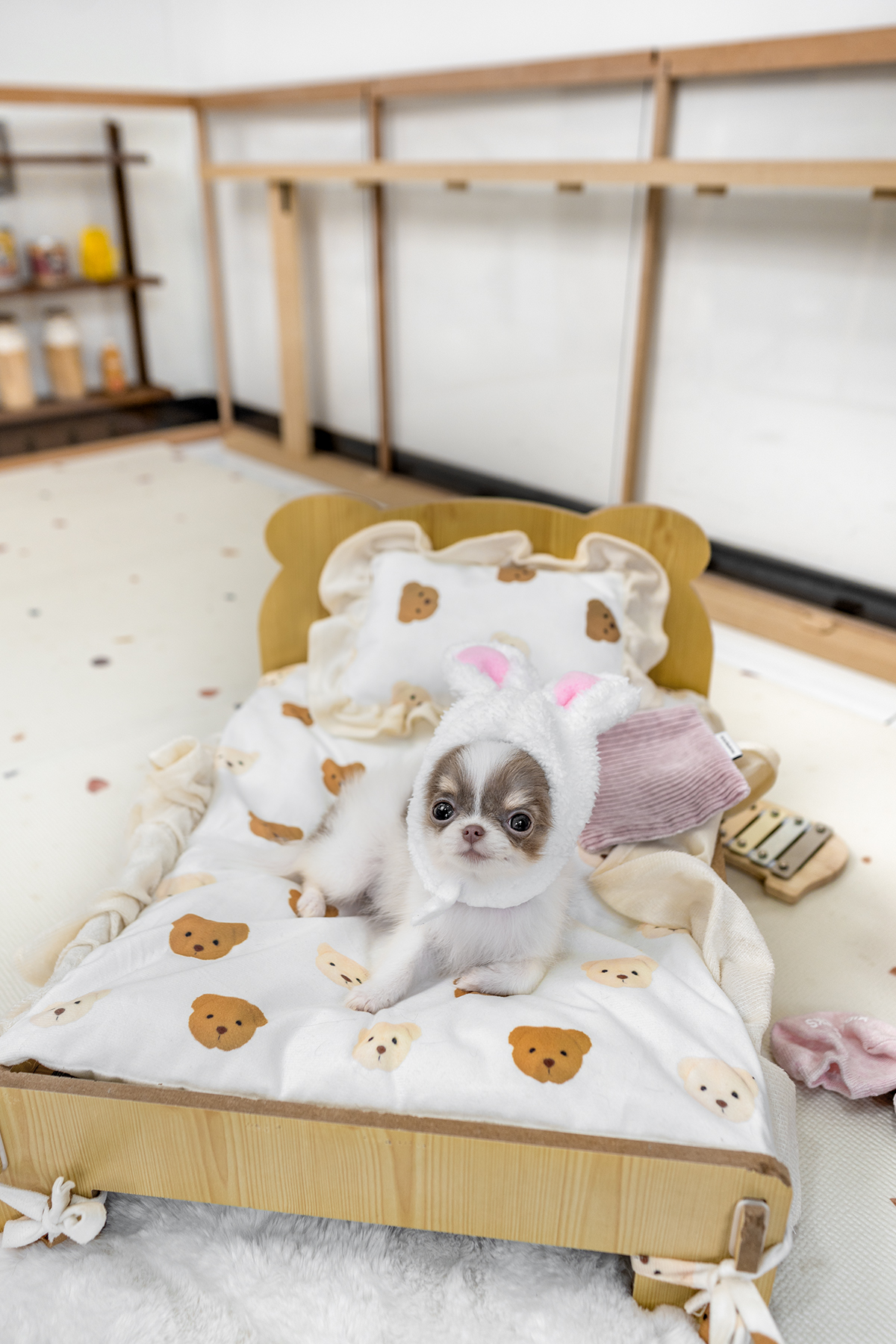 장모치와와 [Chihuahua]