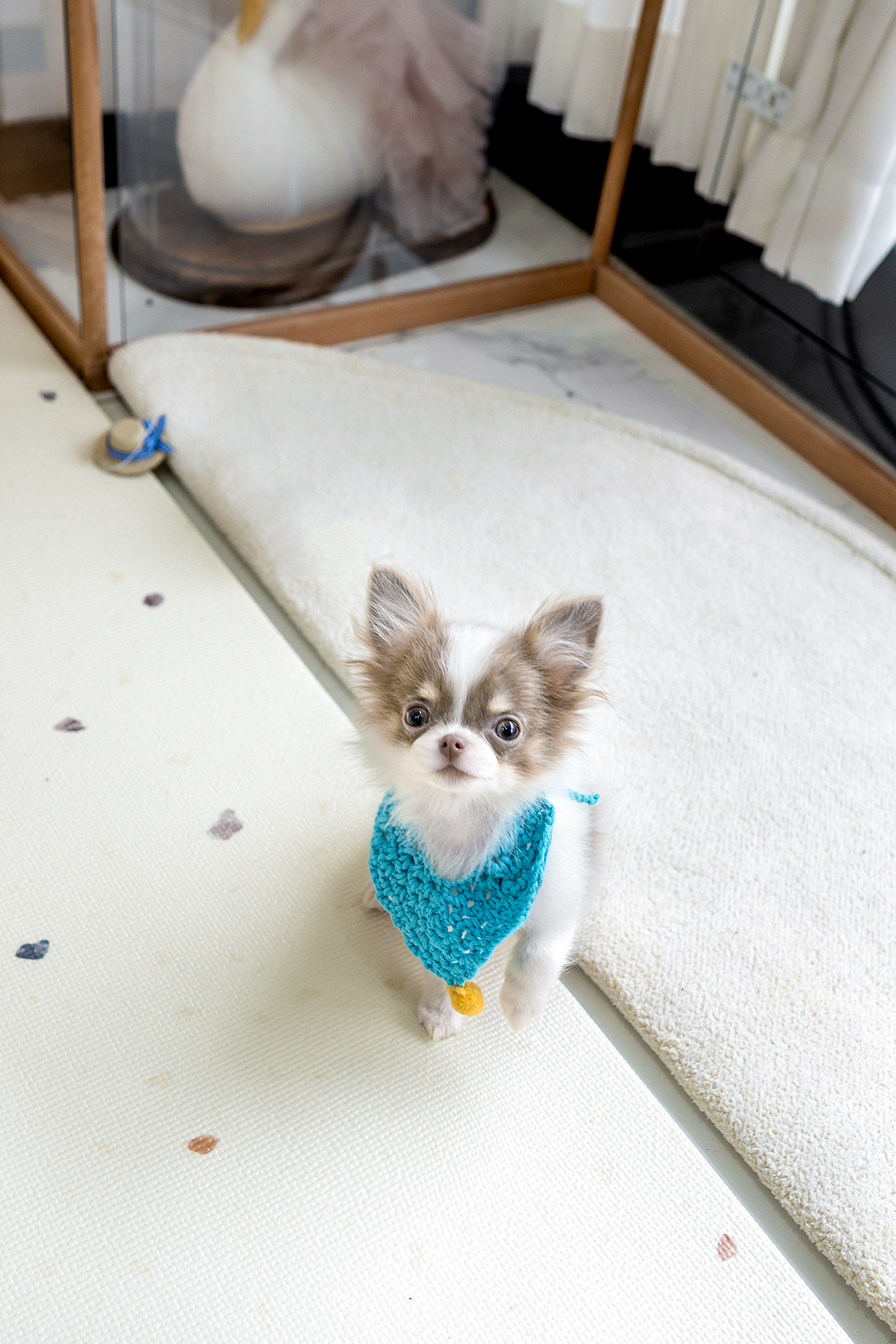 장모치와와 [Chihuahua]