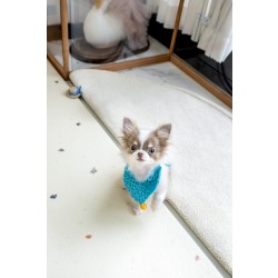 장모치와와 [Chihuahua]