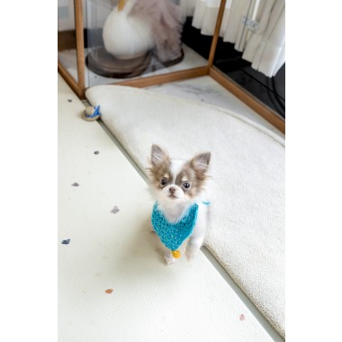 장모치와와 [Chihuahua]