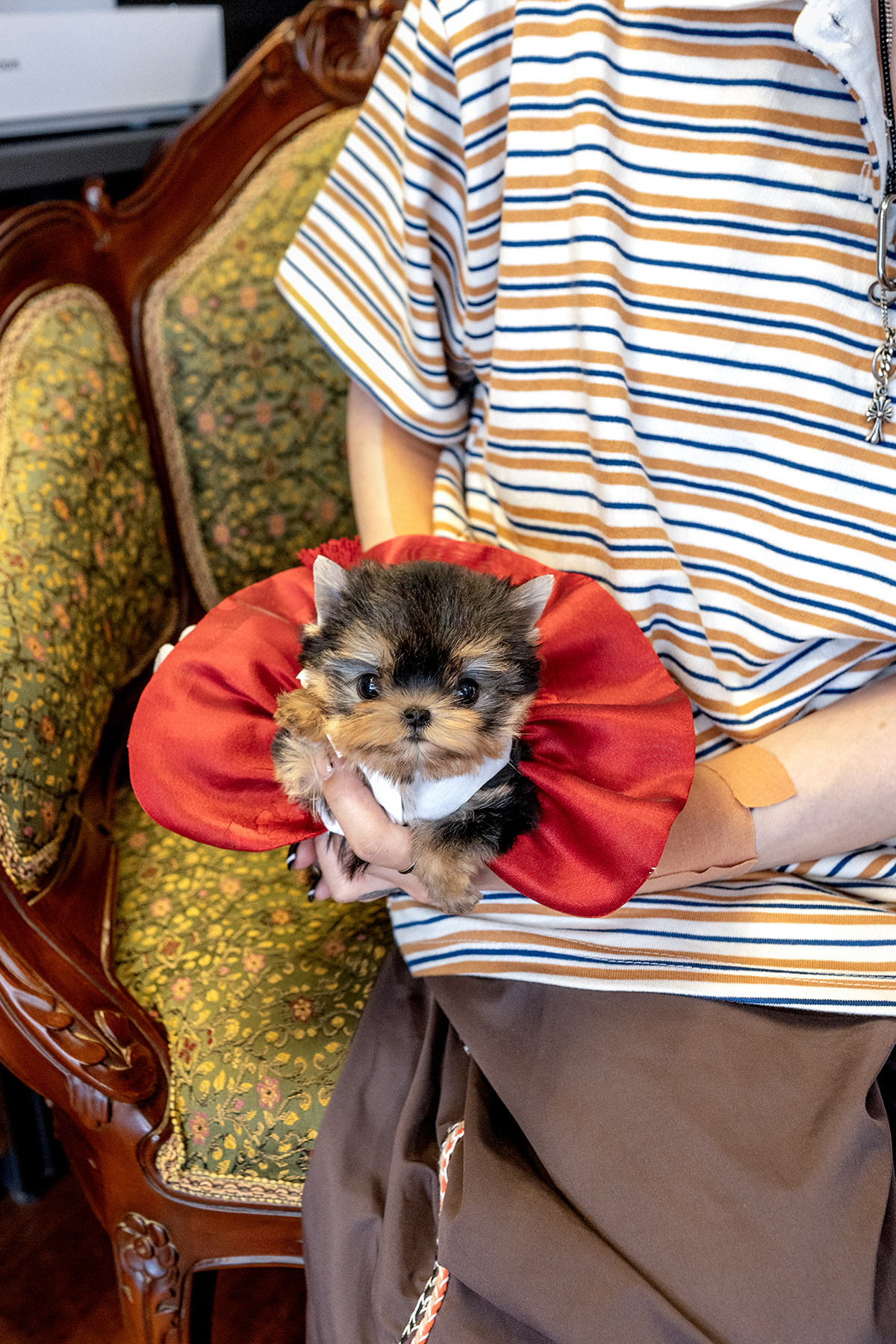 요크셔테리어 [Yorkshire Terrier]
