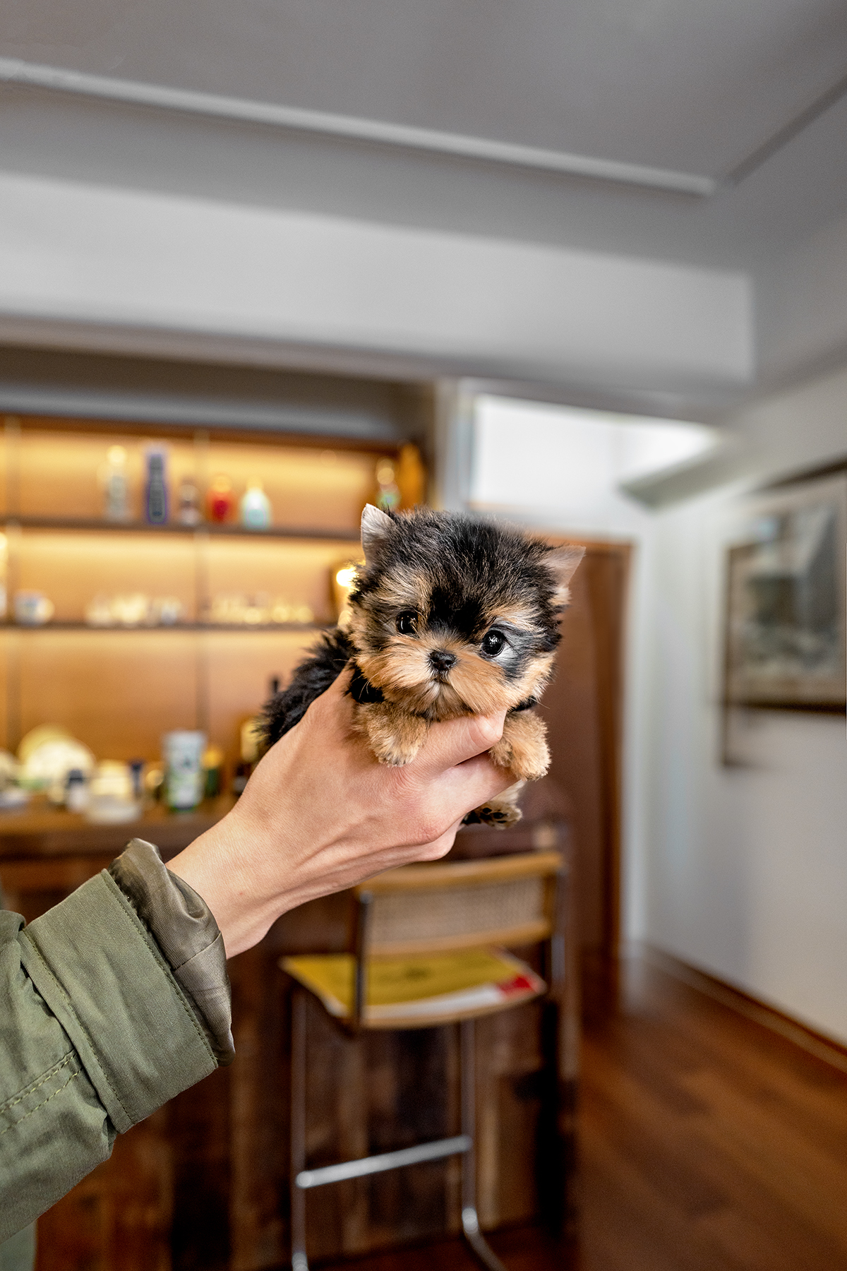요크셔테리어 [Yorkshire Terrier]