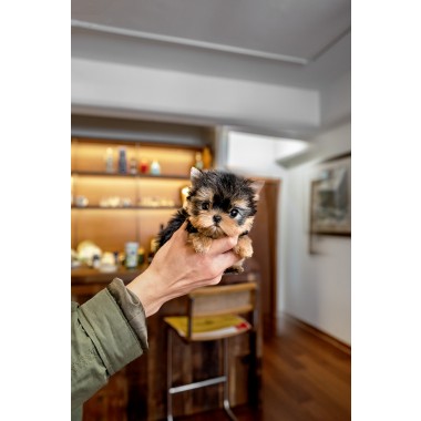 요크셔테리어 [Yorkshire Terrier]