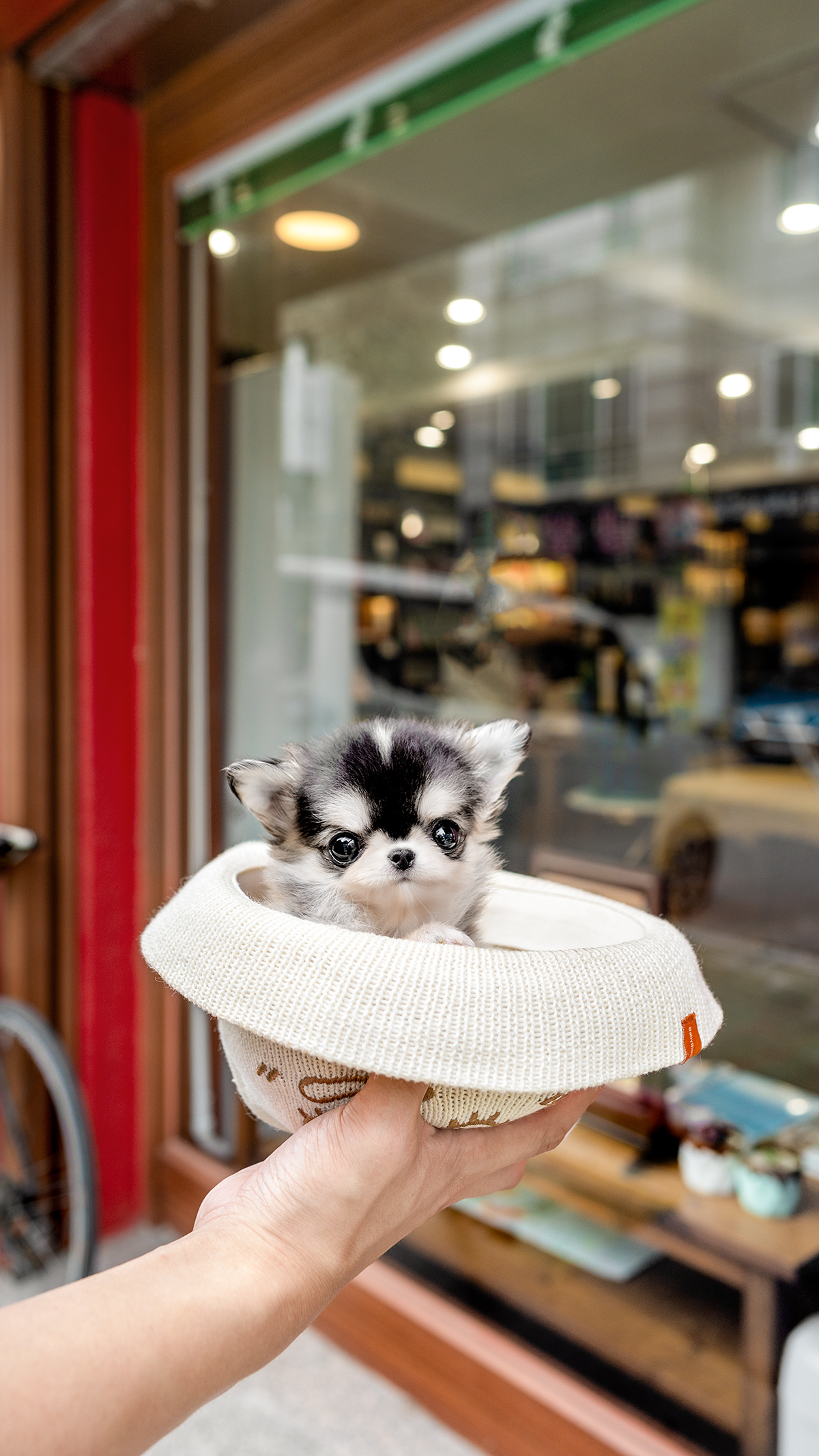 장모치와와 [Chihuahua]
