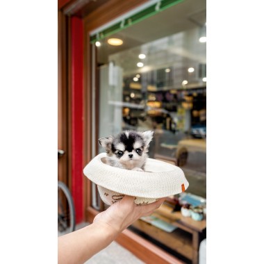 장모치와와 [Chihuahua]