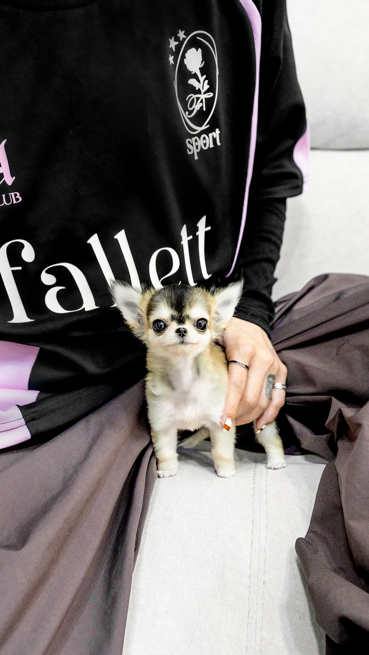 치와와 [Chihuahua]