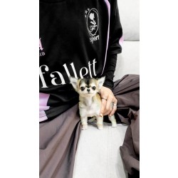 치와와 [Chihuahua]