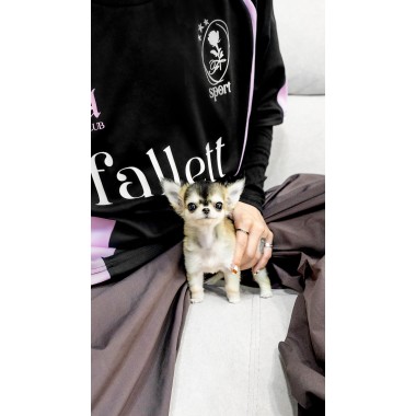 치와와 [Chihuahua]