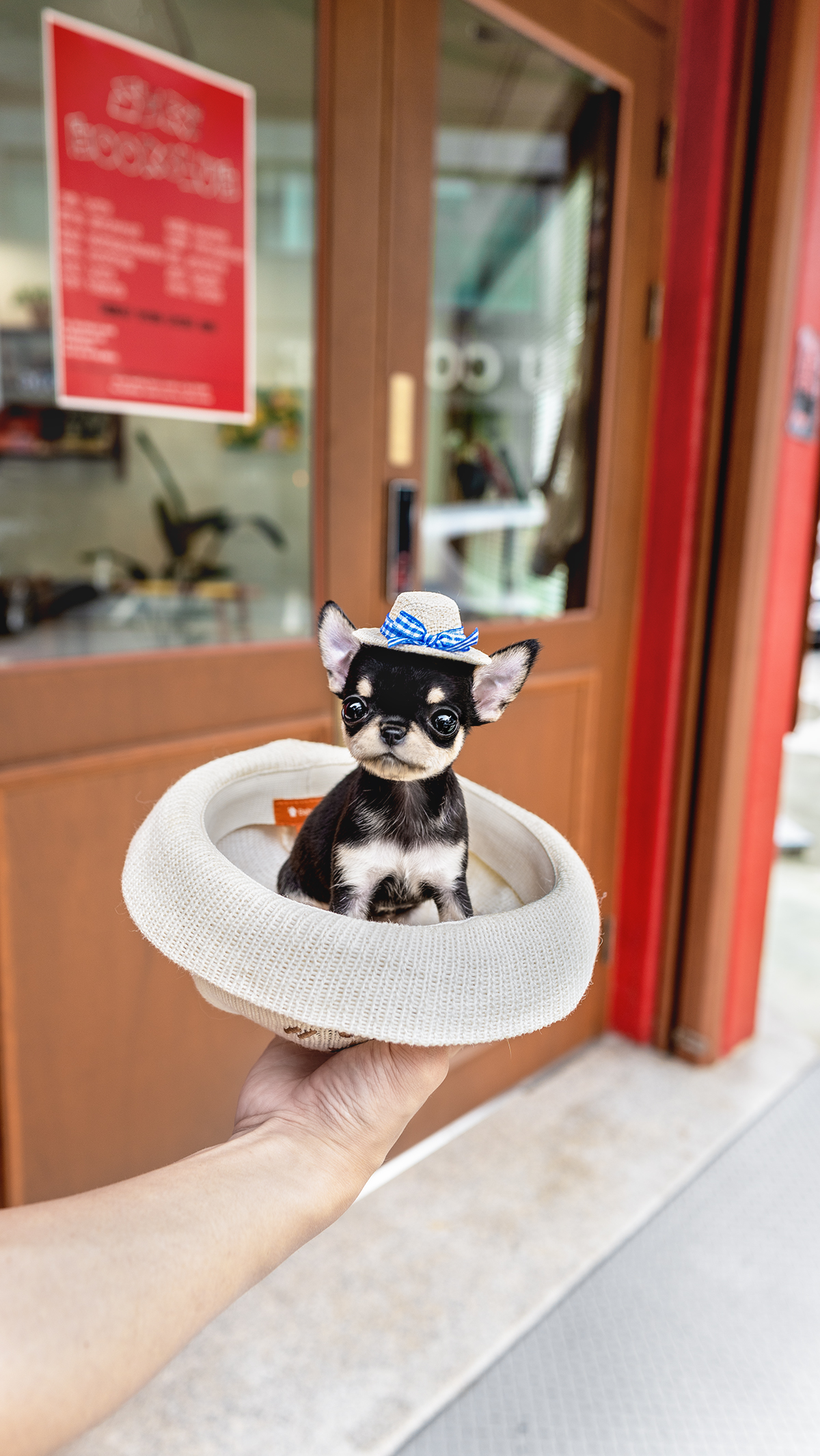 단모치와와 [Chihuahua]