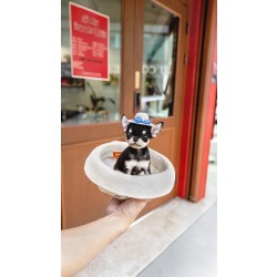 단모치와와 [Chihuahua]