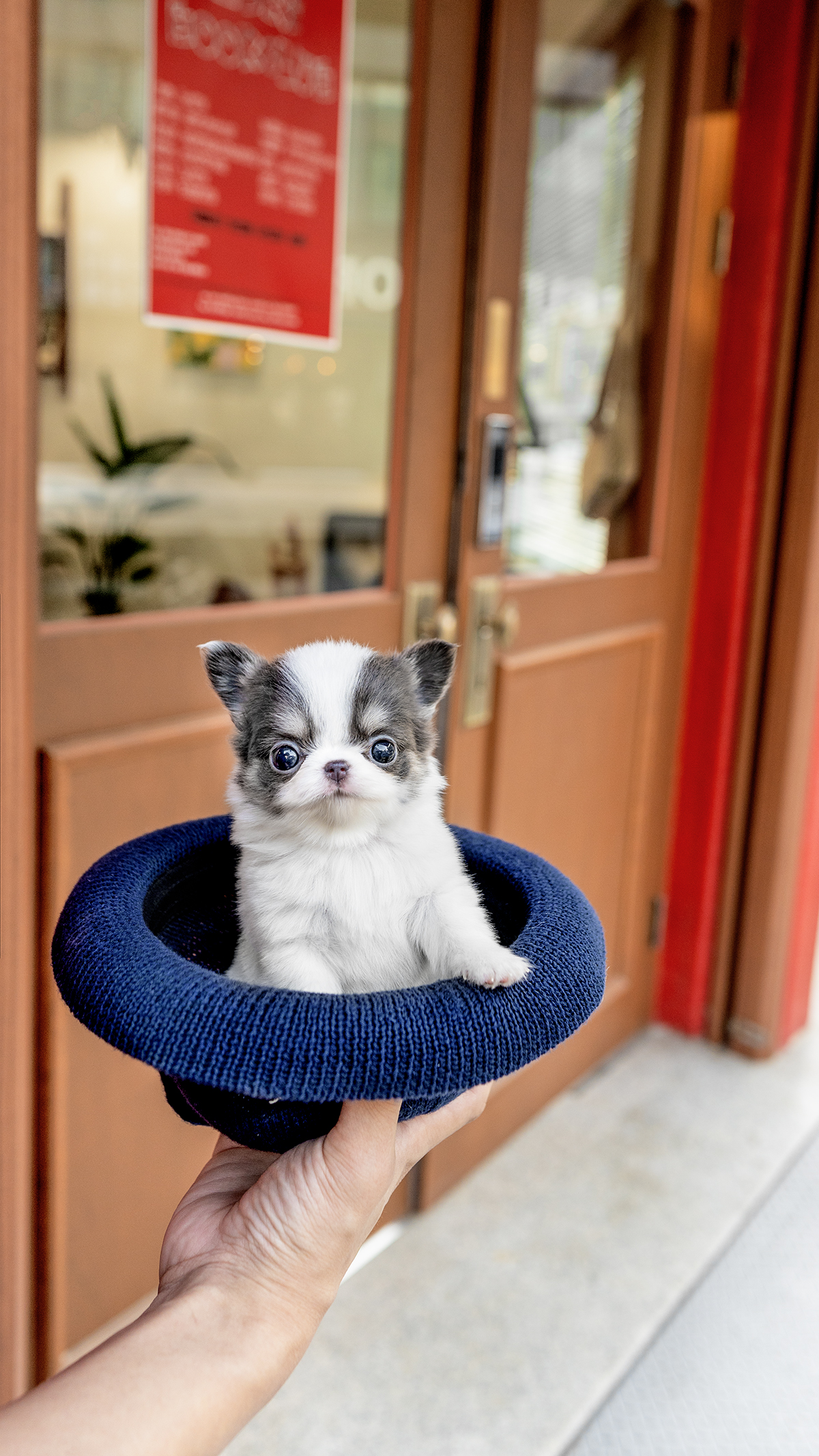 장모치와와 [Chihuahua]