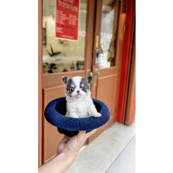 장모치와와 [Chihuahua]