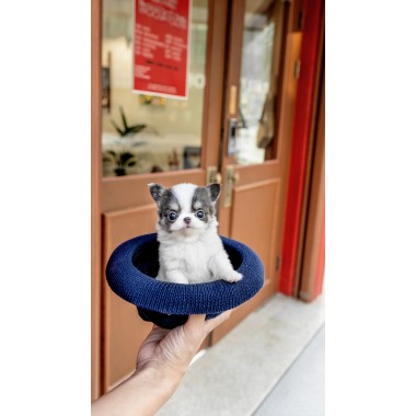 장모치와와 [Chihuahua]