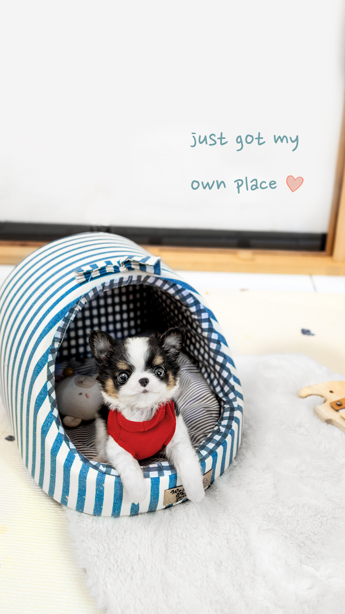 장모치와와 [Chihuahua]