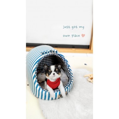 장모치와와 [Chihuahua]