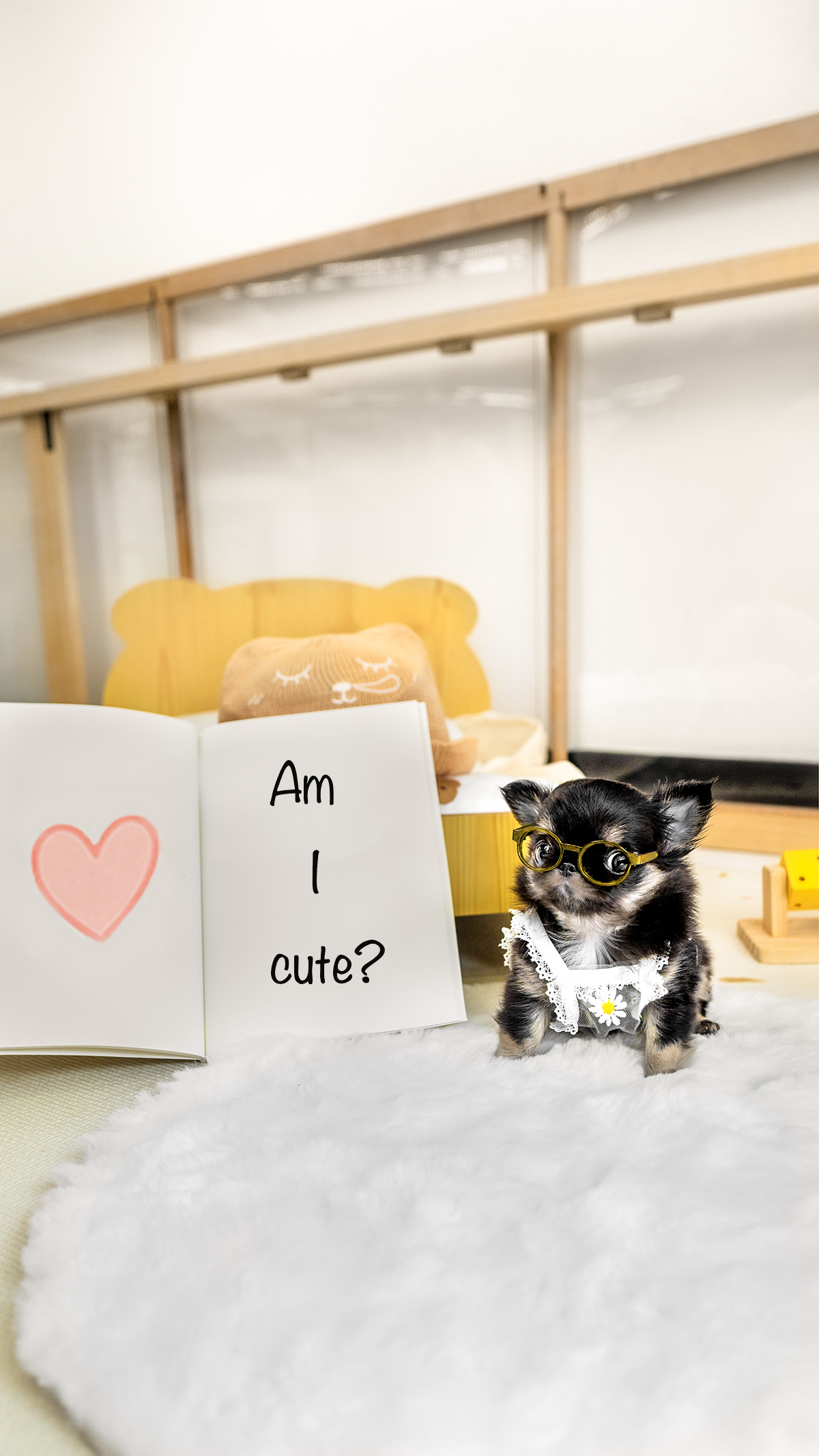 장모치와와 [Chihuahua]