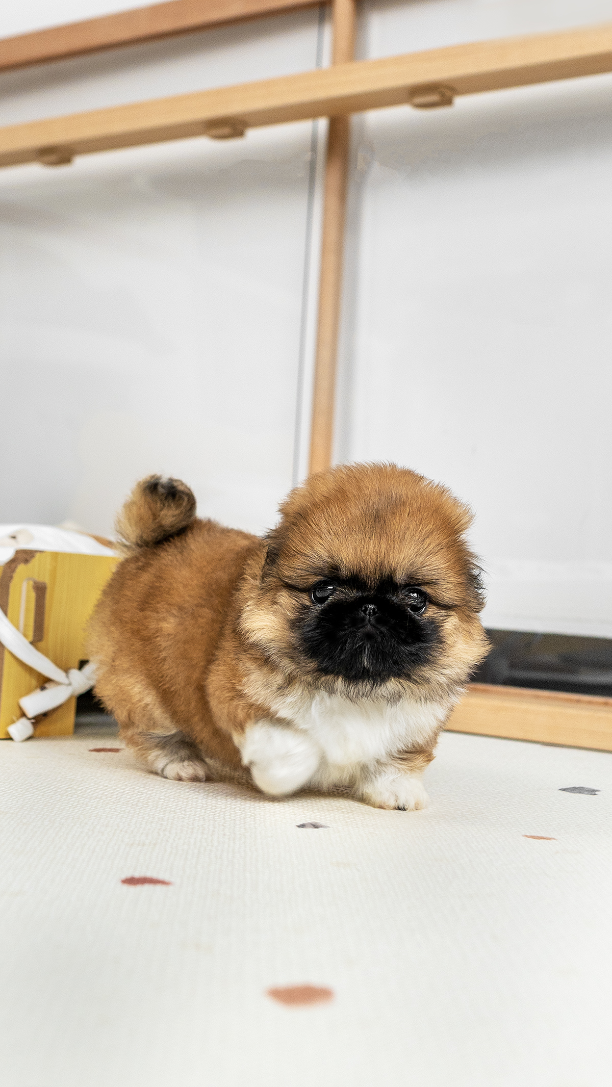 페키니즈 [Pekingese]