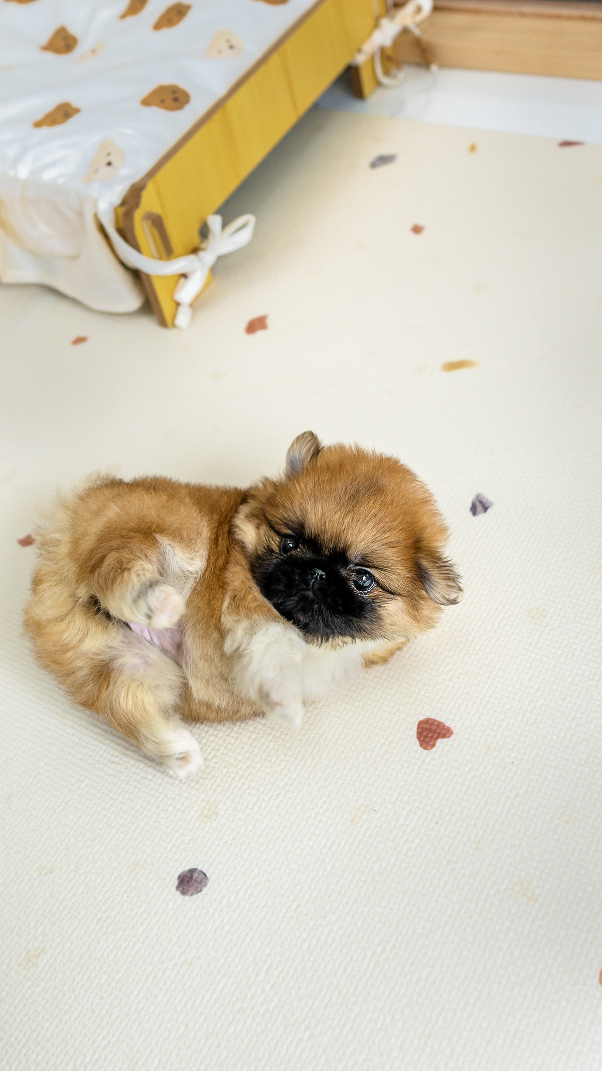 페키니즈 [Pekingese]