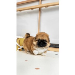 페키니즈 [Pekingese]