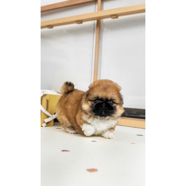 페키니즈 [Pekingese]