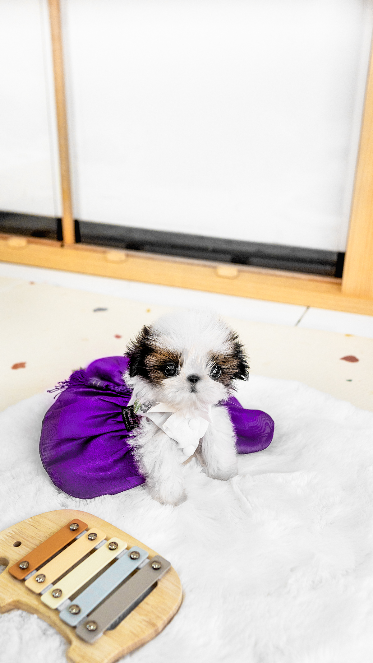 콩시츄 [Mini Shihtzu]