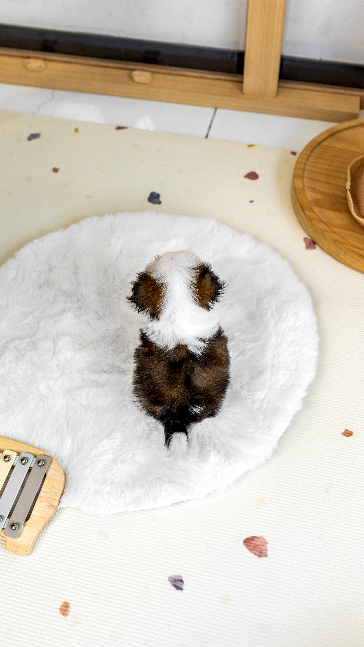 콩시츄 [Mini Shihtzu]