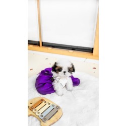 콩시츄 [Mini Shihtzu]