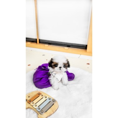 콩시츄 [Mini Shihtzu]