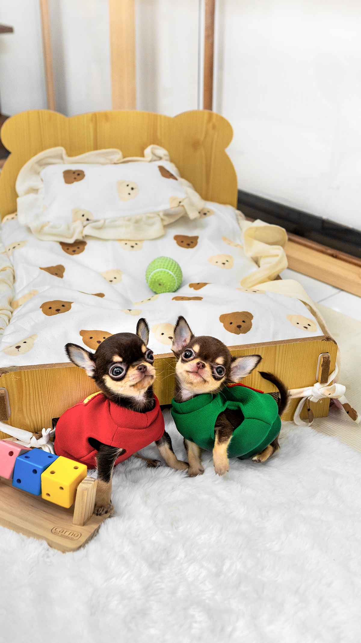 단모치와와 [Chihuahua]