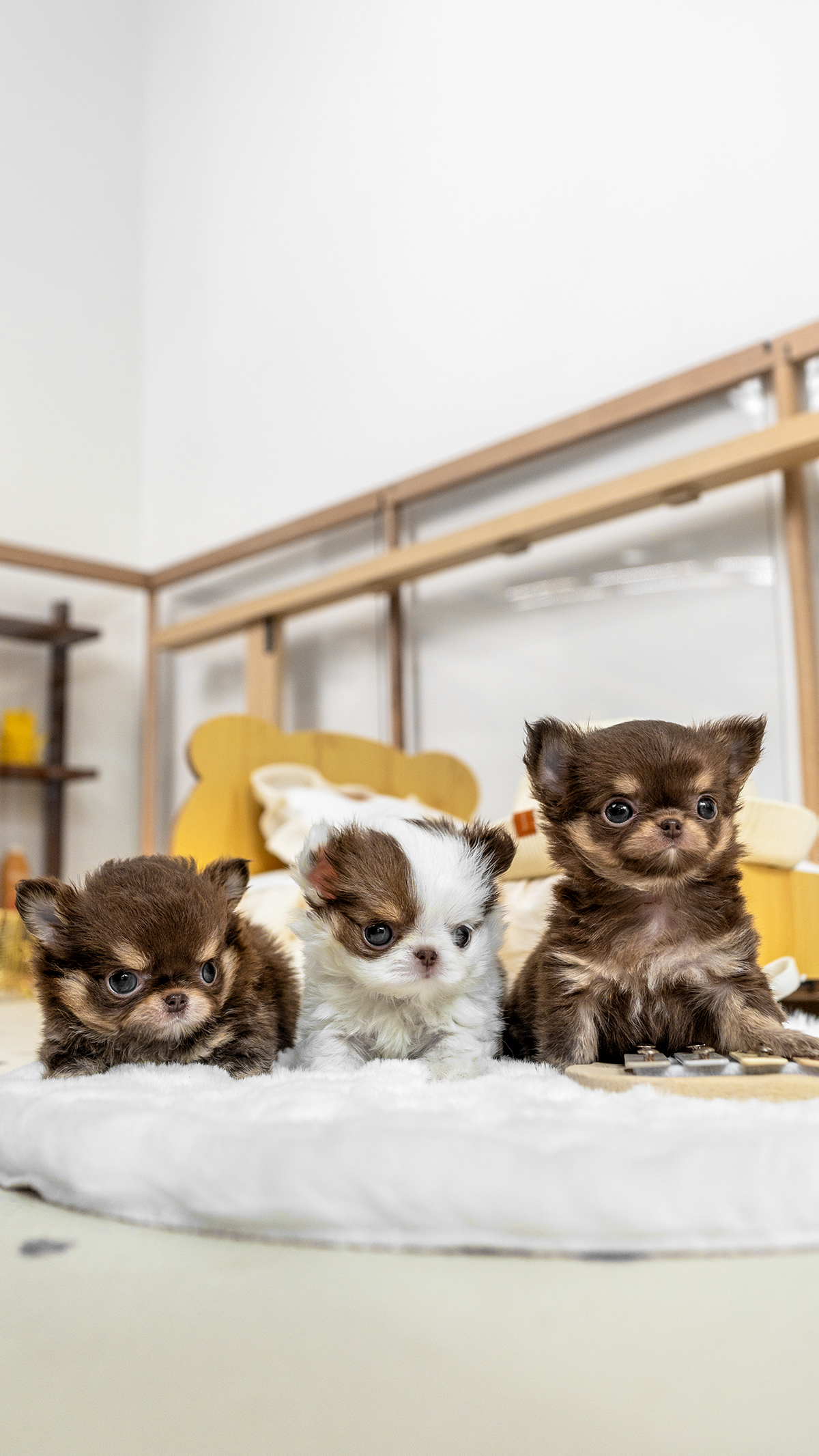 장모치와와 [Chihuahua]