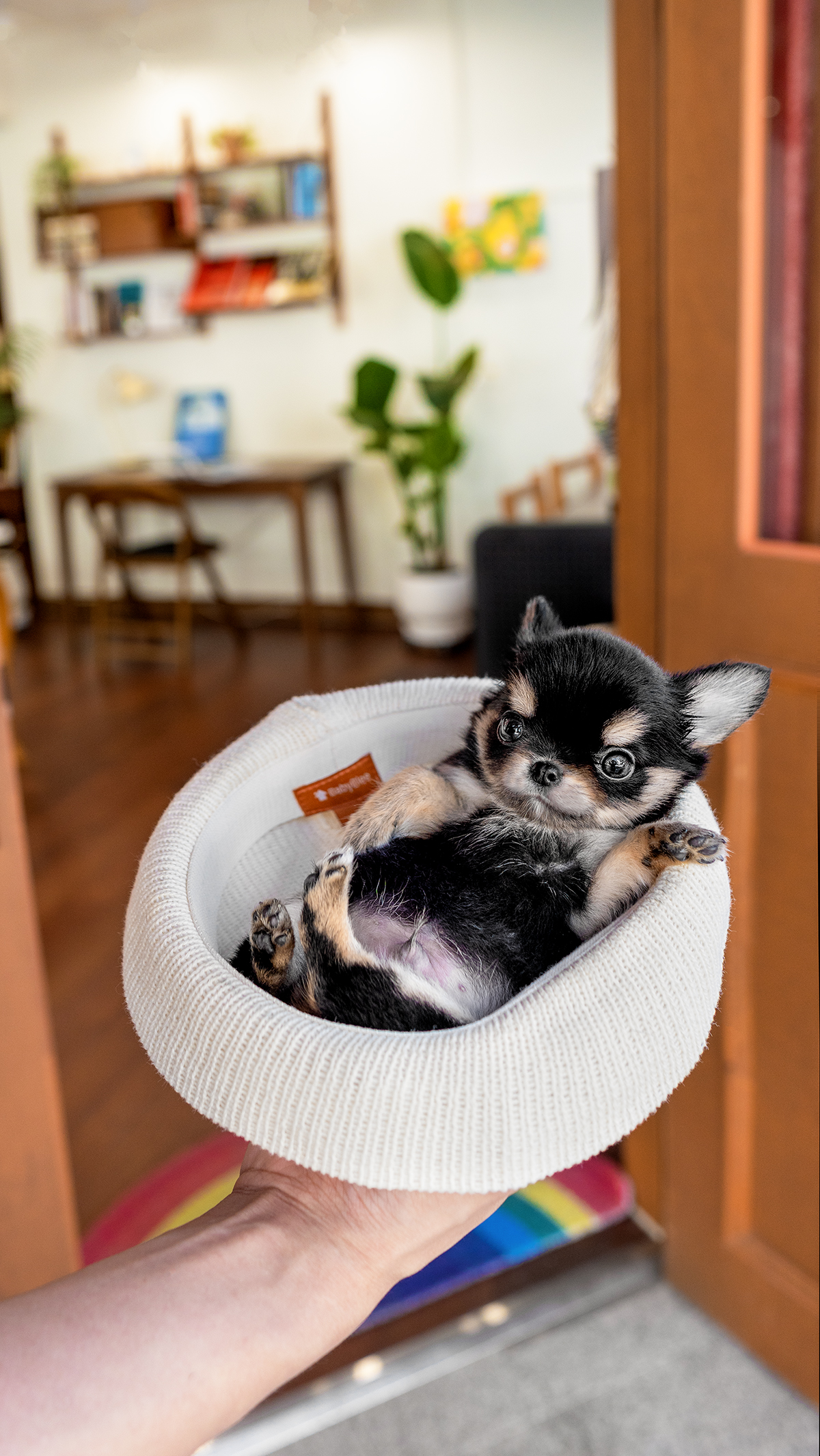 장모치와와 [Chihuahua]