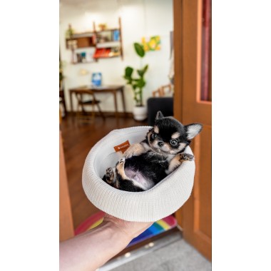 장모치와와 [Chihuahua]