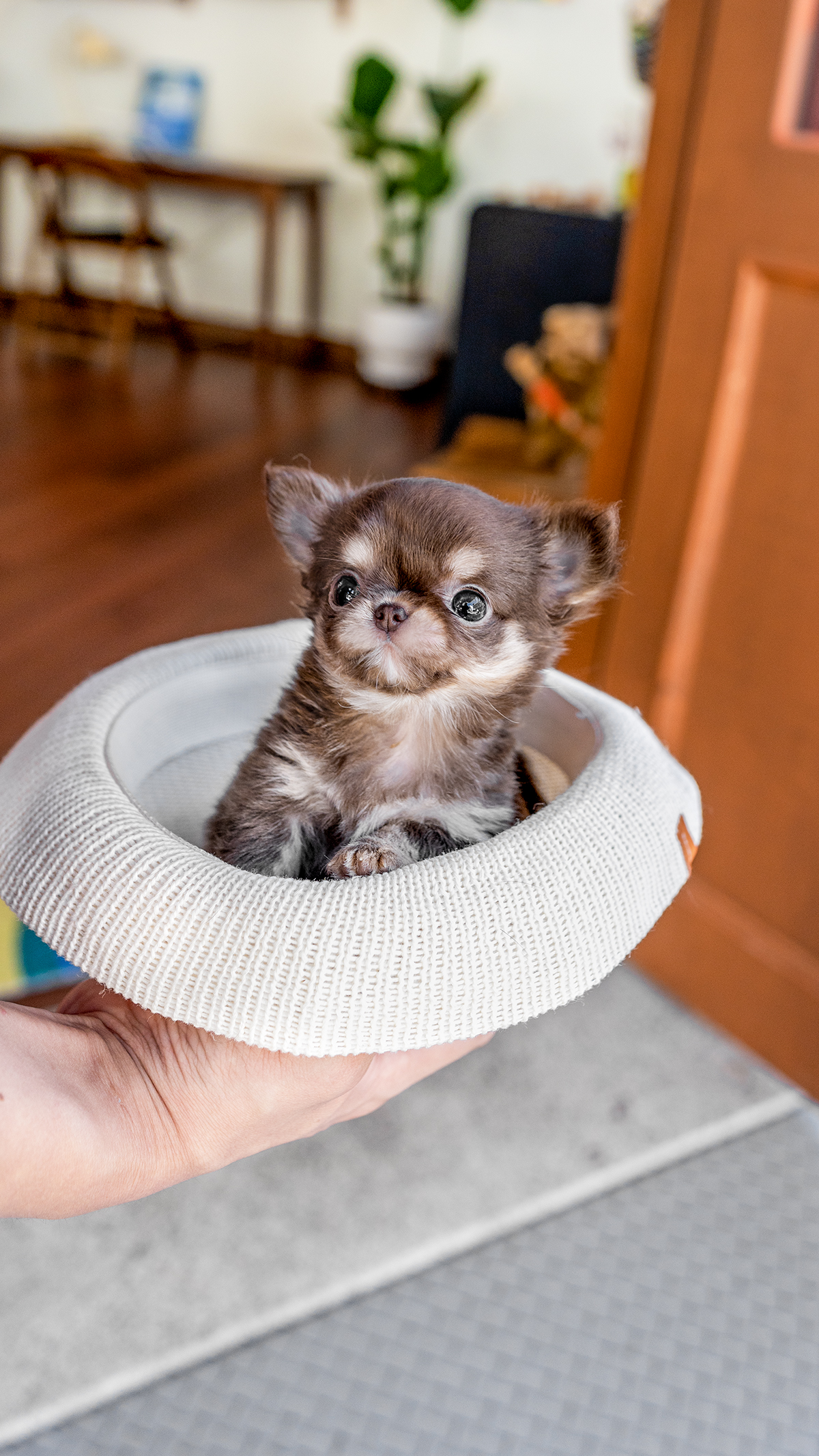 장모치와와 [Chihuahua]