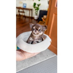 장모치와와 [Chihuahua]